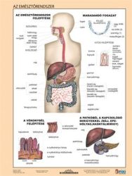 Tanuli munkalap, A4, STIEFEL "Az emsztrendszer"